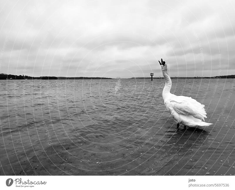 Schwan schüttelt sich am am Ufer im Wasser Meer Horizont Ostsee Weitsicht melancholie Einsamkeit allein anmutig elegant weiß schwanenhals Tier Vogel Feder schön