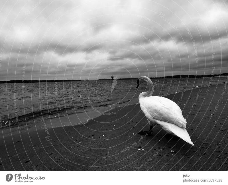 Schwan läuft am Strand zum Meer Horizont Ostsee Weitsicht melancholie Einsamkeit allein anmutig elegant weiß schwanenhals Wasser Tier Vogel Feder schön Natur