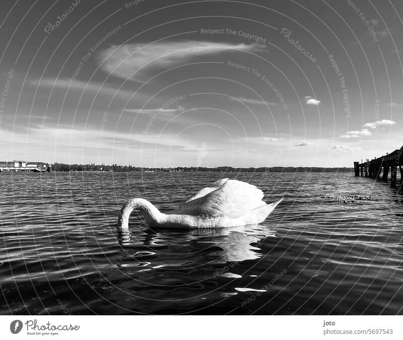Schwan auf dem Meer taucht Kopf ins Wasser Horizont Ostsee Weitsicht melancholie Einsamkeit allein anmutig elegant weiß schwanenhals Tier Vogel Feder schön