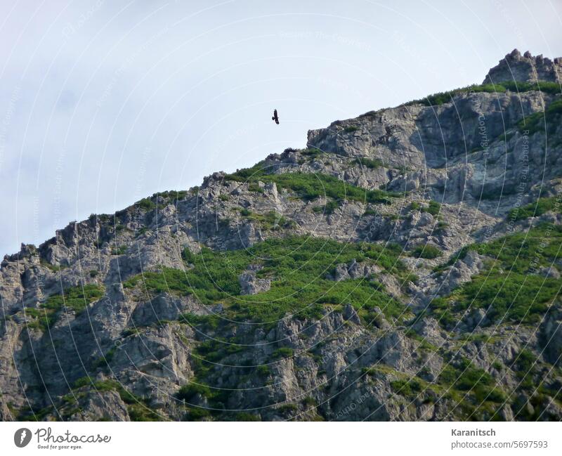 Ein Adler umkreist einen kahlen Berggipfel. Vogel Greifvogel Tier fliegen einsam Einsamkeit Gestein Felsen steinig Flechten Moos Gräser Alpen alpin Himmel