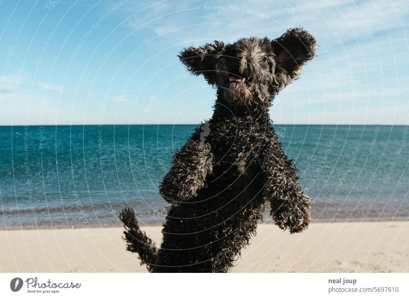 Zotteliger schwarzer Hund in ahnungsloser Pose am Strand Stufe haustier niedlich lustig schwarzes Fell Springen hüpfen Männchen machen skurril Meer Strang