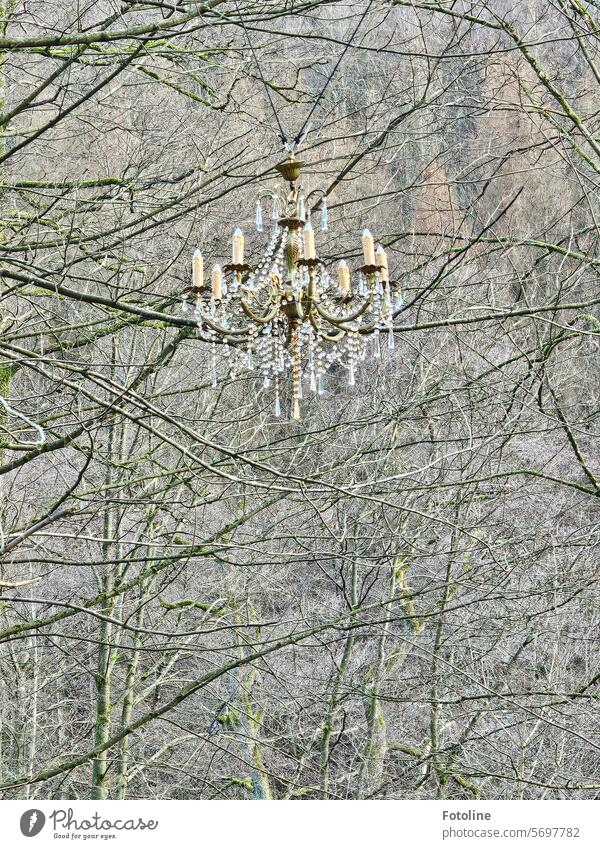 In den Bäumen hängt ein schöner Kronleuchter. Lampe Glas Leuchter alt Dekoration & Verzierung Beleuchtung hängen glänzend historisch Glühbirne Reichtum elegant