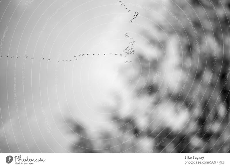 Wildgänse -Schwarm Formationsflug -Monocrom Zugvögel Freiheit Vogelflug Vögel Himmel Vogelschwarm Natur Bewegung Frühlingsgefühle Zugvogel Vogelzug Tiergruppe