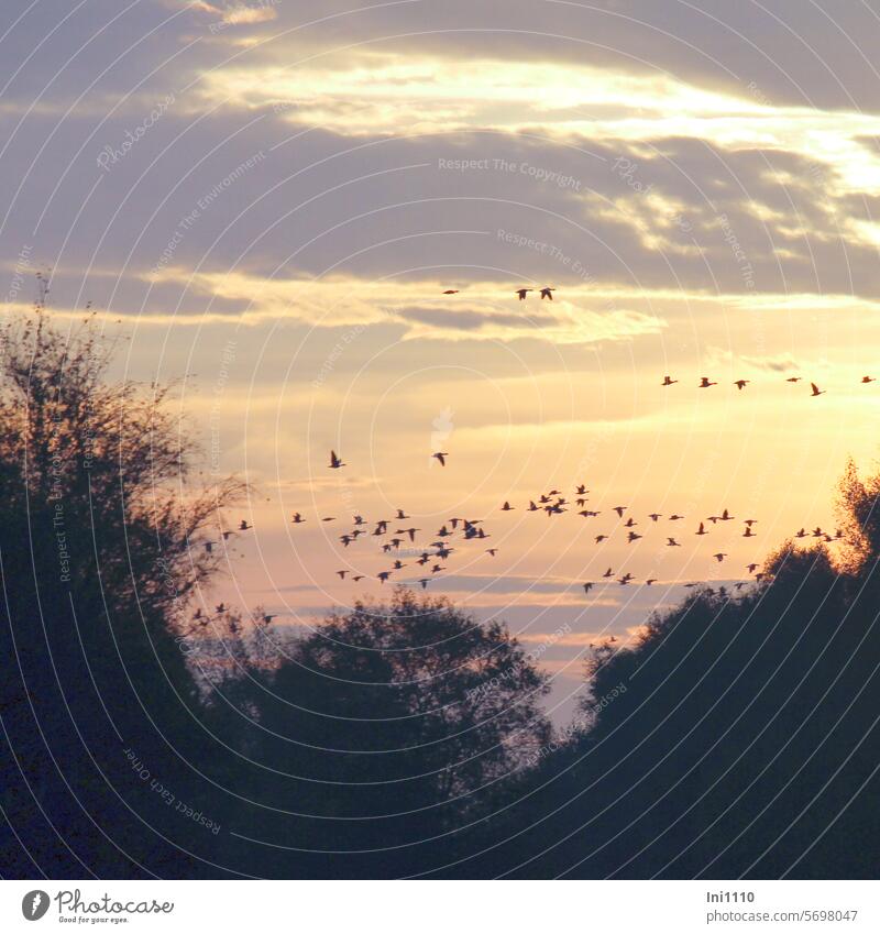 Flug der Wildgänse kurz vor Sonnenaufgang Landschaft Herbst Oktober Morgenstimmung Naturverbundenheit Moor Moorniederungen Vogelbeobachtung Gänseschwarm Himmel