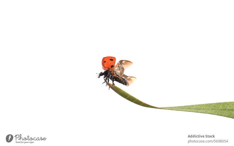 7 Gefleckter Marienkäfer im Flug über einem grünen Blatt Insekt weißer Hintergrund Bewegung Natur Tierwelt Abflug apex Pflanze gepunktet rot schwarz dynamisch