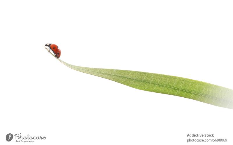 7 Gefleckter Marienkäfer im Flug über einem grünen Blatt Insekt weißer Hintergrund Bewegung Natur Tierwelt Abflug apex Pflanze gepunktet rot schwarz dynamisch