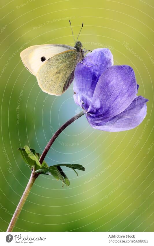 Kohlweißling ruht sich auf einer lila Blüte aus Schmetterling pieris rapae Weißkohl Insekt Natur Tierwelt gehockt purpur Blume pulsierend filigran Nahaufnahme