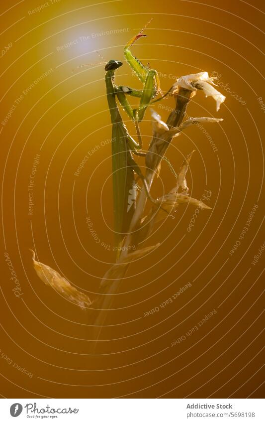 Weibliche Gottesanbeterin auf einer getrockneten Pflanze sitzend Frau Insekt Natur Tierwelt golden Hintergrund Makro Nahaufnahme Entomologie Arthropode Barsch