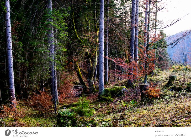 Herbstimpression wandern Nebel Baum Sträucher Wald kalt nachhaltig natürlich mehrfarbig grün rot ruhig Farbe Idylle Natur Umwelt rotwand schliersee Farbfoto