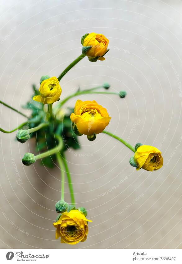 R wie … | Ranunkeln Blumen Strauß Blumenstrauß Frühling Blüte Knospe Vase Dekoration & Verzierung gelb Schwache Tiefenschärfe Geschenk Flora schön