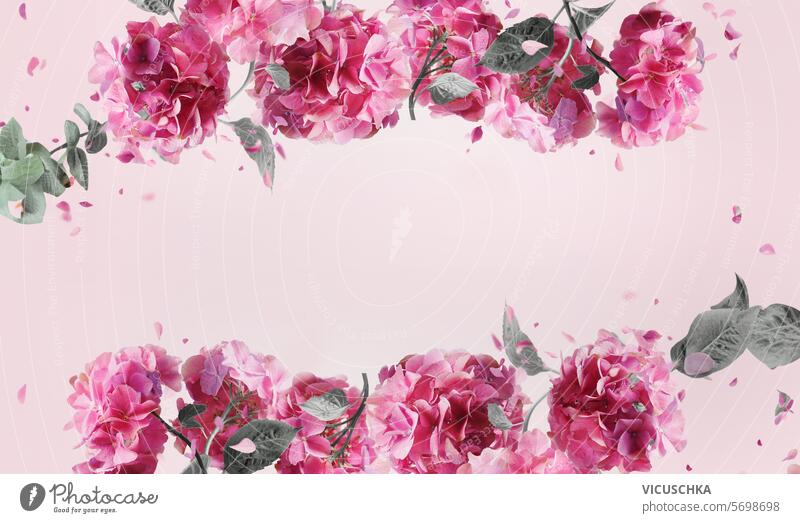 Schöne Hortensienblüten Rahmen mit fliegenden Blütenblättern auf rosa Hintergrund schön Pfingstrose Vorlage Natur Überstrahlung Blütezeit Transparente Blume