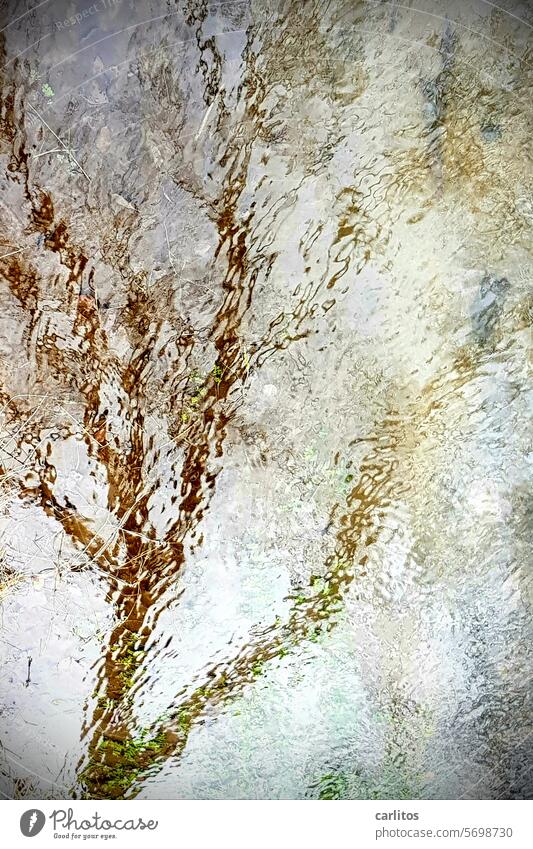 Foto Baum Bach Spiegelung Bewegung fließen undeutlich verschwommen unscharf Wasser Natur Reflexion & Spiegelung Fluss Licht Bewegungsunschärfe Urelemente