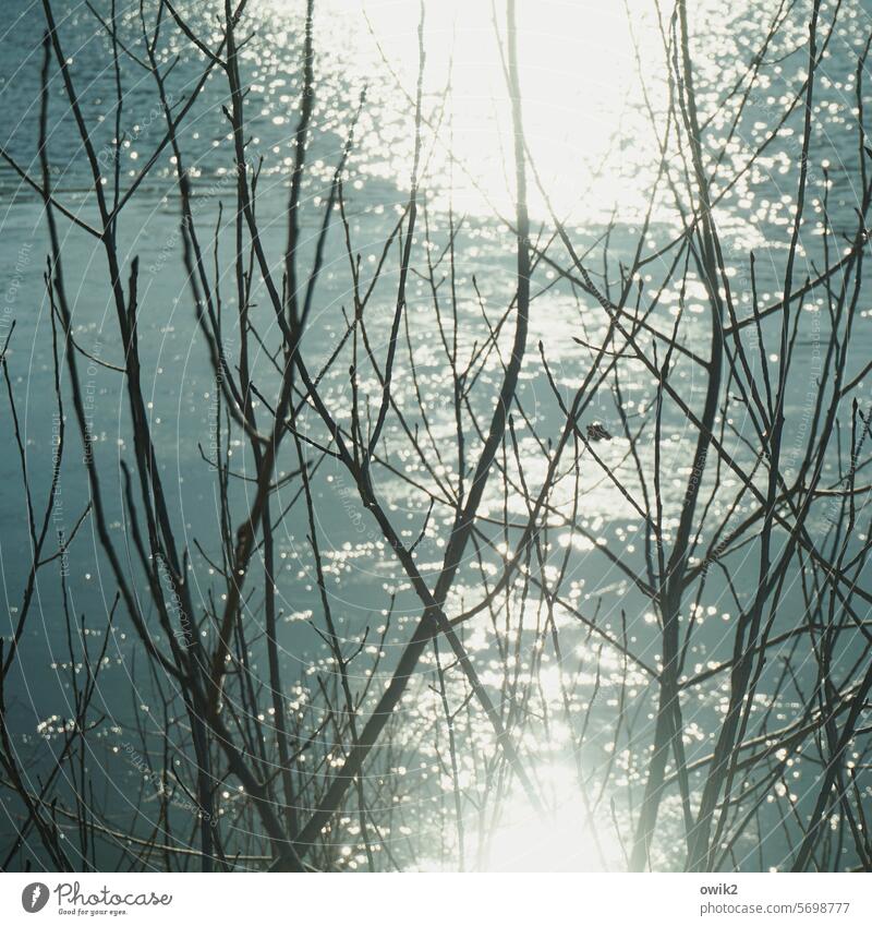 Dünn Gezweig Baum Zweige u. Äste Verästelungen Winter kahl karg laubloser Baum Wasser See durchscheinend leuchten strahlend glänzend glitzernd Wasseroberfläche
