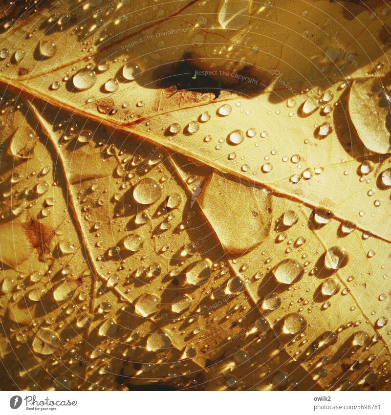 Herbstlich Laubblatt Wassertropfen Blattadern Oberfläche Flüssigkeit komplex geheimnisvoll Tau vergänglich Laubfärbung Wetter kondensieren feucht nass glänzend