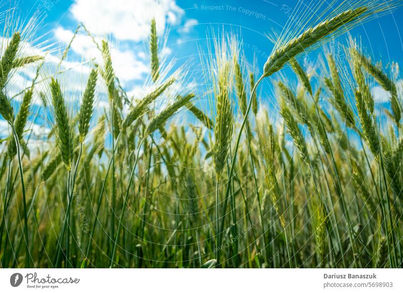 Nahaufnahme von unreifen grünen Triticale-Ähren vor dem Himmel Feld abschließen Weizen Ackerbau ländlich Hintergrund Pflanze Korn Natur Wachstum Ernte Gras