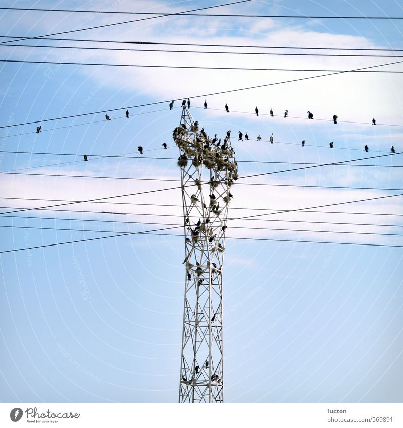 Vögel mit Nestern auf Strommast Energiewirtschaft Kabel Natur Tier Himmel Schönes Wetter Landschaft Vogel Tiergruppe Schwarm Metall blau grau umgänglich