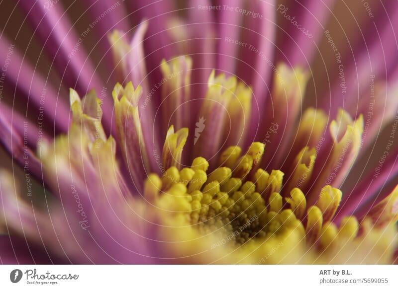 Chrysantheme zeigt ihre Seele Blüte unscharf Frühling nahaufnahme natur gelb lila Blume Jahreszeit Knospe blüten eigenwillig Blumenfoto blume blumig natur makro