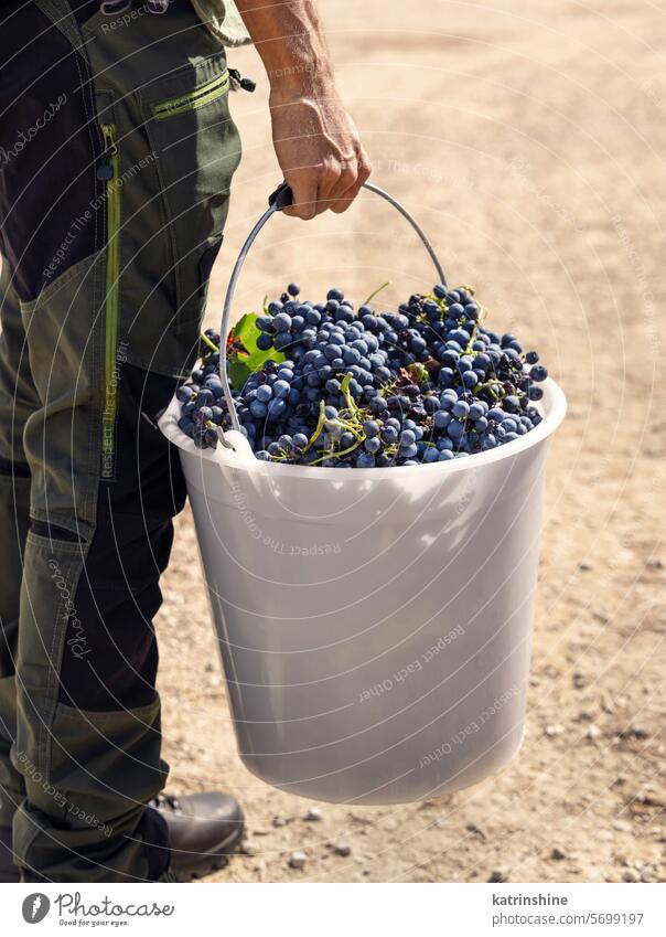 Männer mit einem Eimer voller roter Trauben während der Weinlese, Rückansicht Ernte rote Weintrauben Landwirt Weinberg Hand jung blau weiß abschließen Herbst