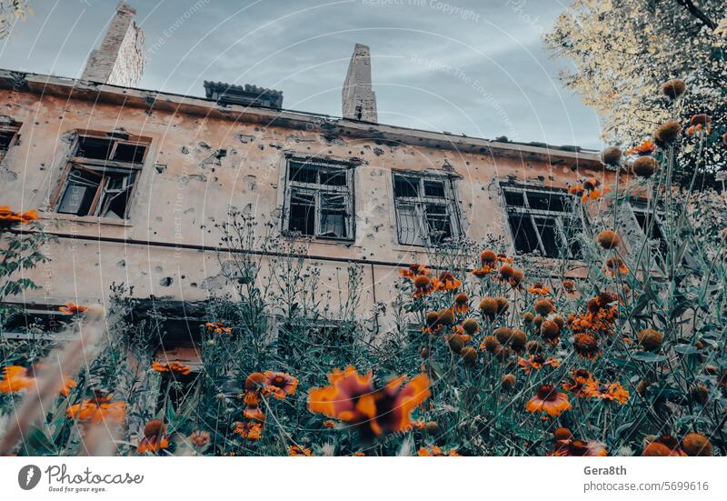 frische Naturblumen vor dem Hintergrund der zerstörten und verbrannten Häuser des Krieges in der Ukraine donezk Kherson kyiv Lugansk mariupol Russland