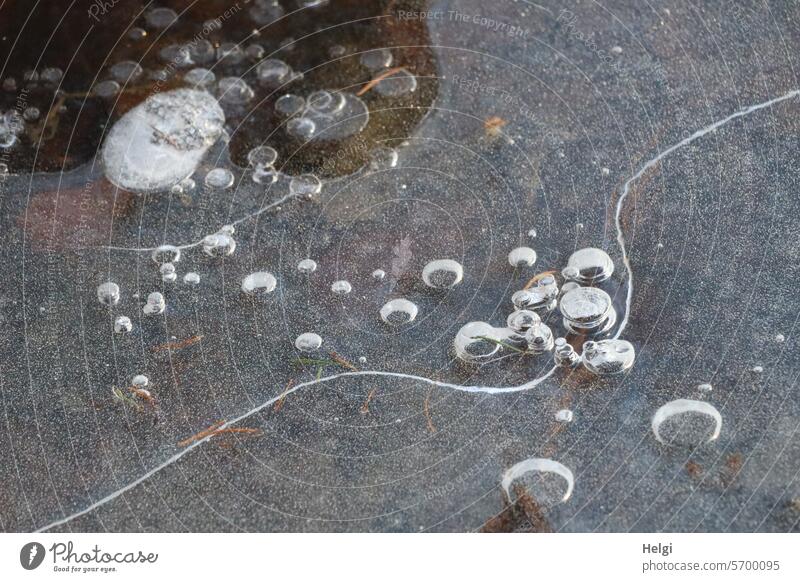 gefrorene Luftblasen in einem Tümpel Winter Eis Frost Kälte Eisschicht Eisstruktur rund Muster Struktur kalt frieren Strukturen & Formen abstrakt Außenaufnahme