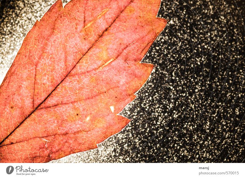 Das Rote Natur Pflanze Sommer Herbst Blatt leuchten verblüht außergewöhnlich natürlich mehrfarbig rot Verfall Vergänglichkeit Farbfoto Innenaufnahme