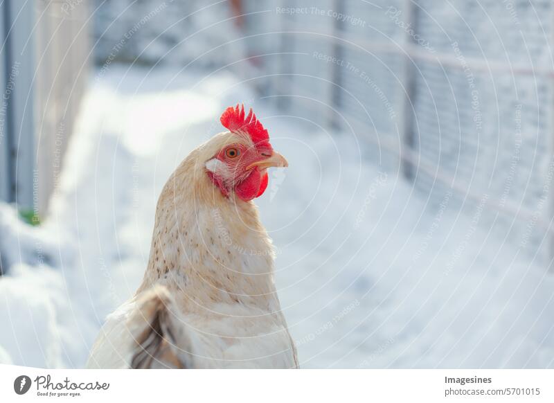 Weißes Huhn auf winterlichem Hintergrund. Porträt eines Sussex-Huhns Winter Schnee Henne weiblich Tier Schnabel Vogel Rasse britisch Nahaufnahme kalt Jahreszeit