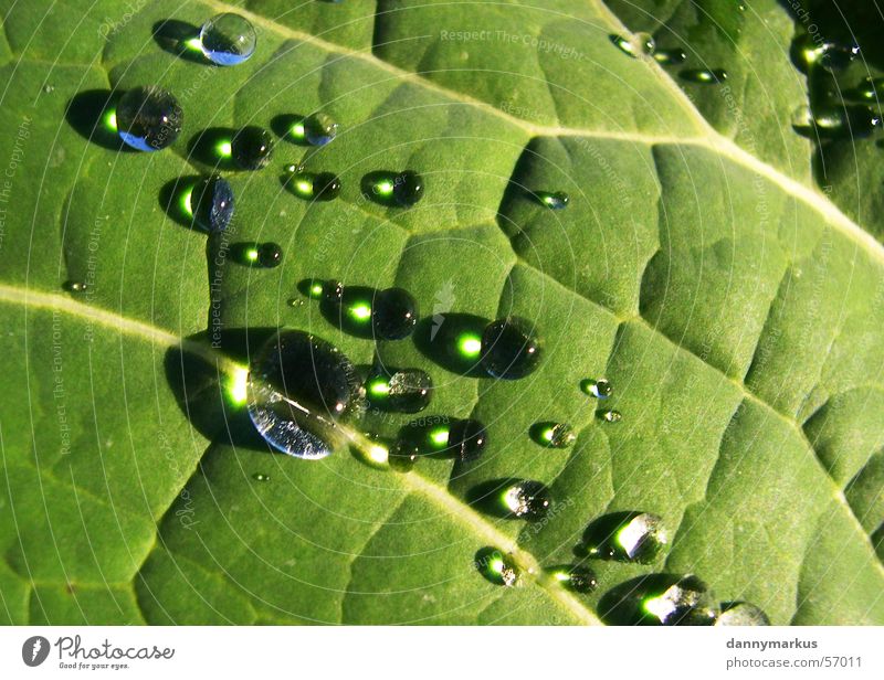 nature Blatt grün Pflanze Wassertropfen Regen