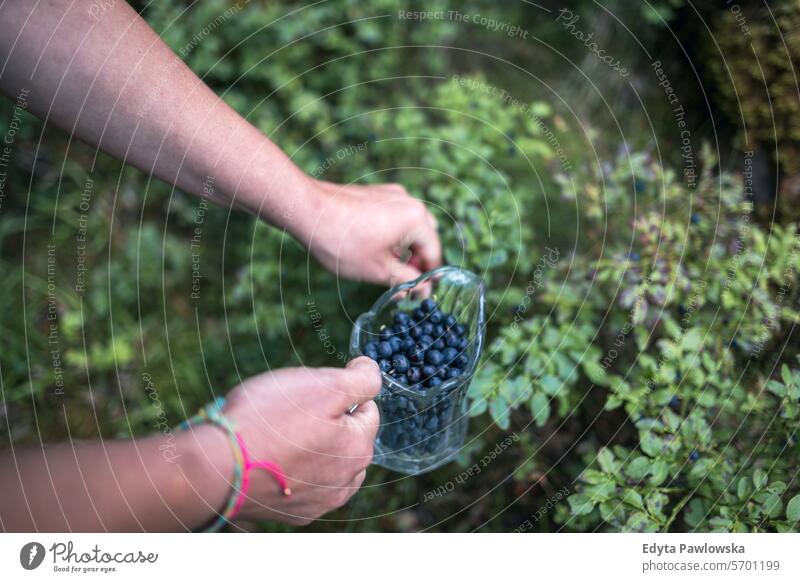 Blaubeeren aus dem Wald pflücken Beerenfrucht Frucht Pflanze Wachstum Natur Tag Lebensmittel Essen und Trinken Frische Gesunde Ernährung Schweden im Freien Ruhe