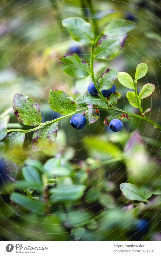 Blaubeeren wachsen im Wald Beerenfrucht Frucht Pflanze Wachstum Natur Tag Lebensmittel Essen und Trinken Frische Gesunde Ernährung Schweden im Freien Ruhe