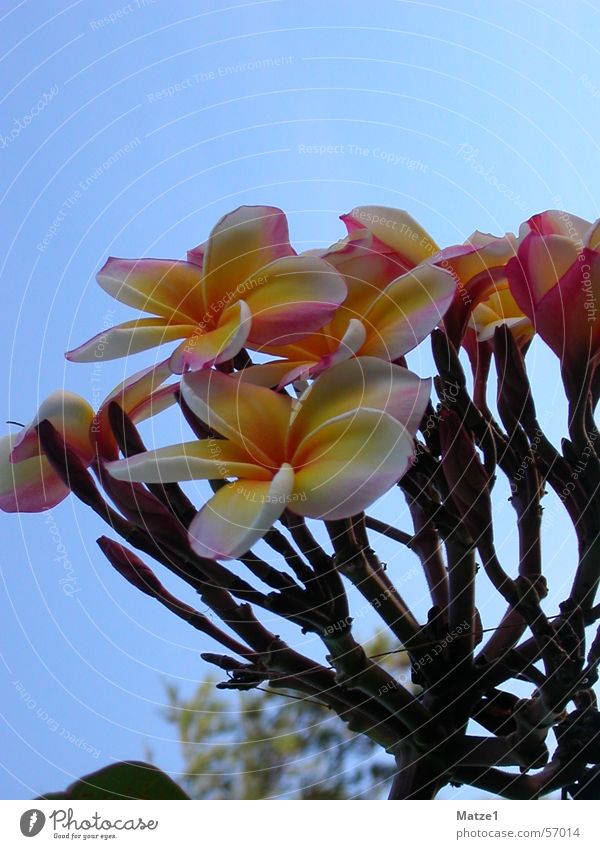 Blumenstrauß Pflanze Thailand blau Amerika schön Himmel exotisch