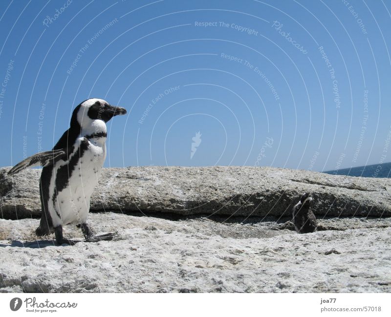 Dancing Pinguin Simon's Town Cape Of Good Hope Afrika Tanzen dance Himmel blau