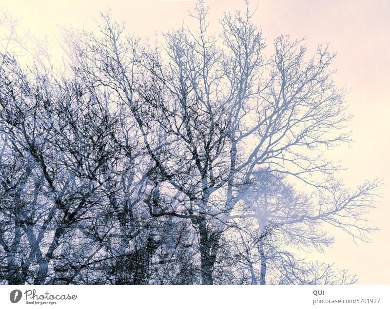 Winterlichter Bäume Baum Wald Himmel Mehrfachbelichtung Überzug Erweiterung grafisch Gegenlicht Winterstimmung lumineszierend Kontrast Klonen leuchten