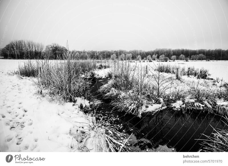 stille Schwarzweißfoto Natur Schnee kalt Winterlandschaft Landschaft Frost Bäume Kälte frieren Jahreszeiten Wetter Idylle gefroren Winterstimmung Heimat Acker
