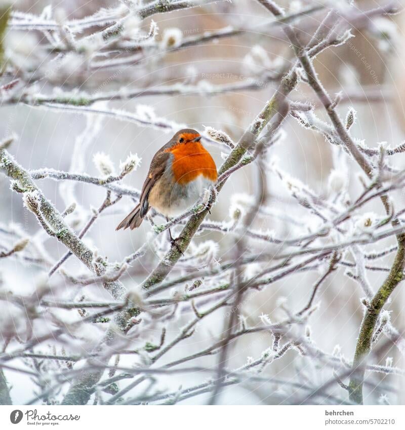 flauschi Tier Farbfoto Vögel Außenaufnahme Natur Tierporträt Winter Jahreszeiten hübsch Singvögel Wildtier Tierliebe Garten Ornithologie niedlich Vogel kalt