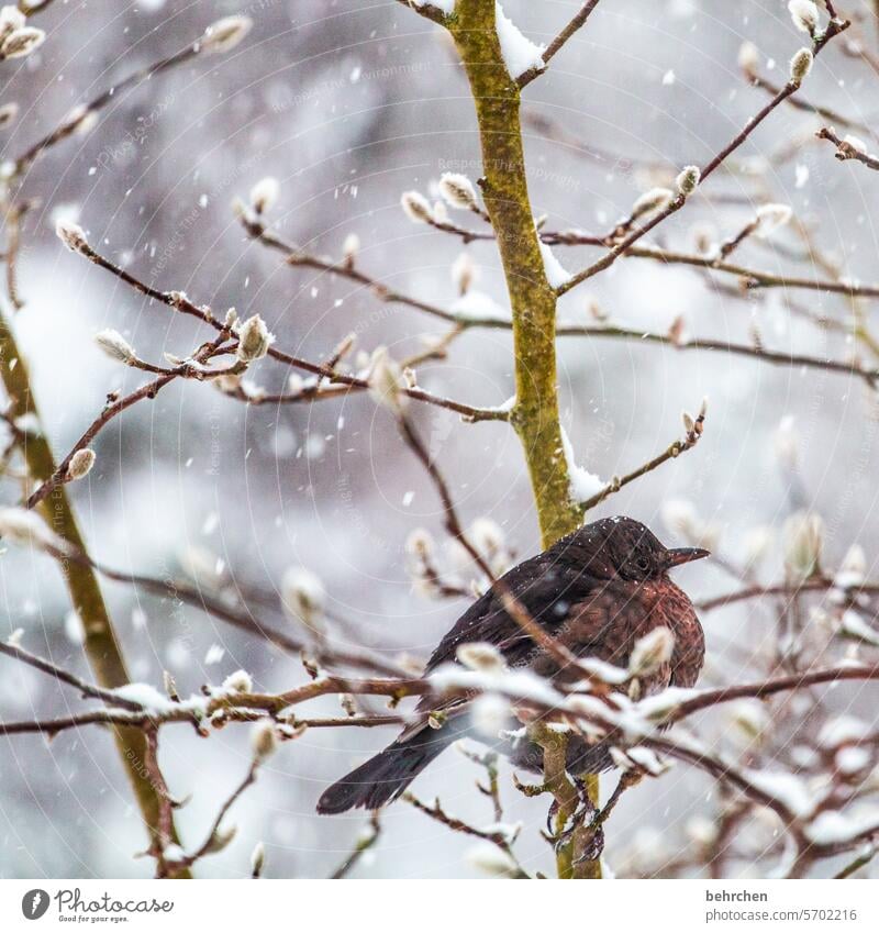 frösteln Federn Farbfoto niedlich Vogel Vögel Winter Schnee Tierliebe Natur Flügel Außenaufnahme Wildtier Garten kalt Jahreszeiten traumhaft Tierschutz hübsch