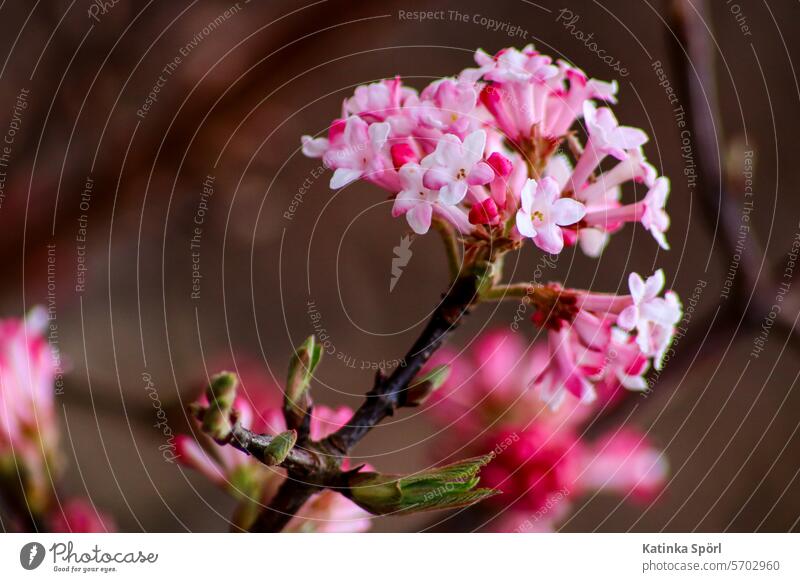 Schneeball in der Blüte Fruhjahrsblüher Frühlingsgefühle Frühjahrsblüher Blume Natur Nahaufnahme Garten Moschuskrautgewächs Frühlingsblume Blühend Pflanze