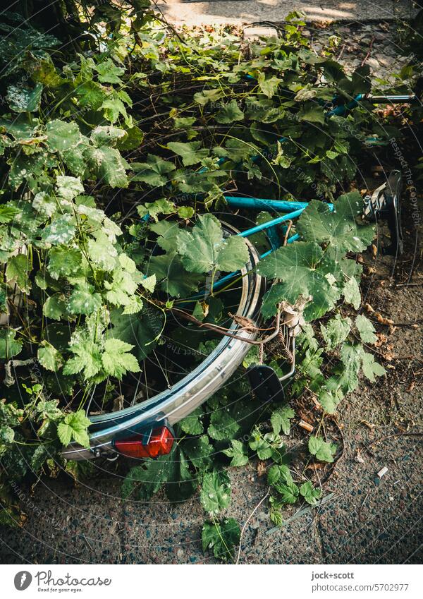 grüne Immobilität Fahrrad bewachsen eine lange Zeit vergessen authentisch Vergänglichkeit Schrott Verfall Leihfahrrad alt eingewachsen rostig liegen Efeu