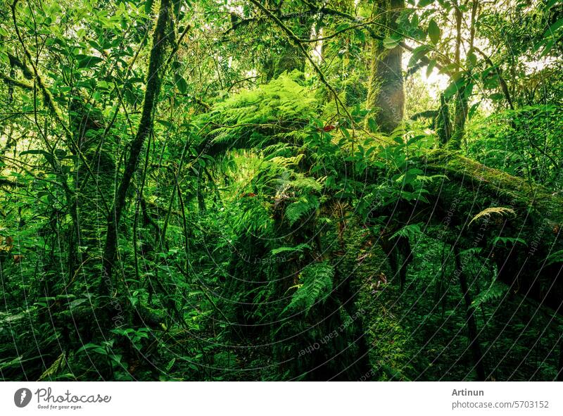 Grüner Wald mit umgestürztem Baumstamm, bedeckt mit grünem Moos, Flechten und Farn. Ökosystem Wald. Artenvielfalt im Nebelwald. Natürliche Kohlenstoffsenke. Grüner Baum bindet CO2. Nachhaltige grüne Umwelt