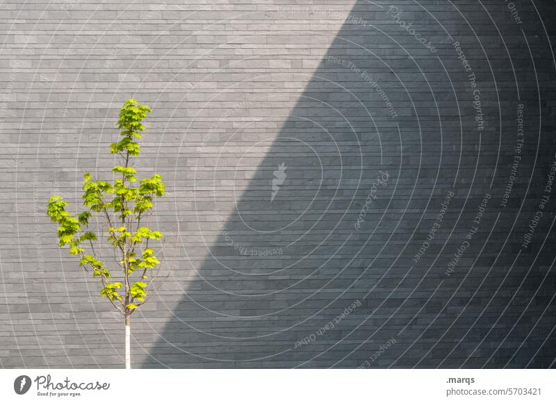 Sonnenseite Wand Baum Frühling Zweige u. Äste Wachstum grün Architektur modern Strukturen & Formen Muster Minimalismus Beginn junger baum 1 wachsen Schatten