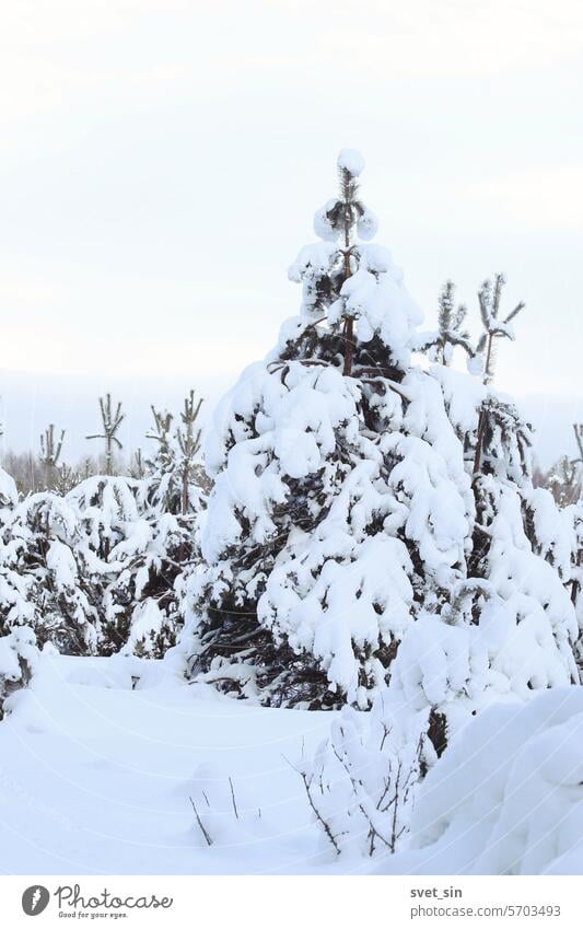 Junger Kiefernwald mit Schnee bedeckt Winter Wald Baum kalt Landschaft Natur Bäume Himmel Berge u. Gebirge weiß Frost verschneite Eis Weihnachten Tanne gefroren