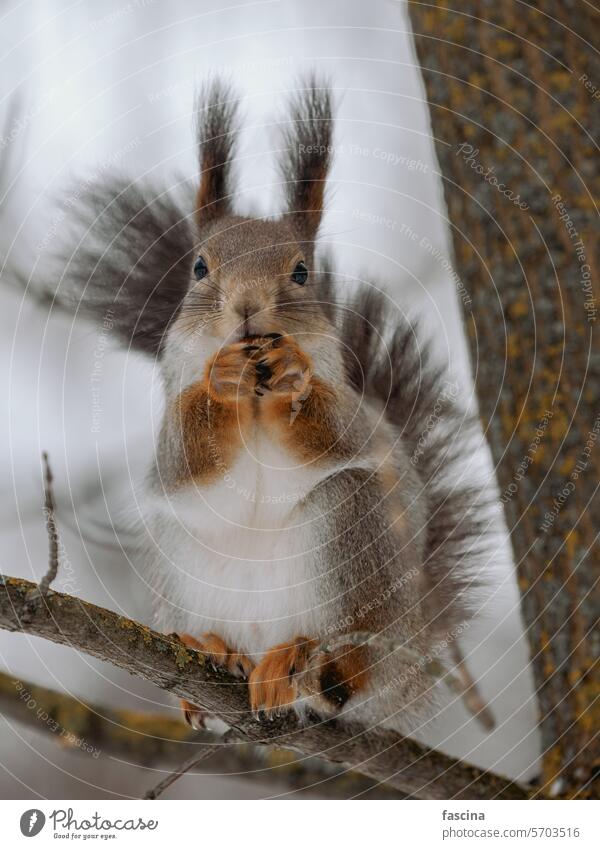 Schönes graues Eichhörnchen frisst Nuss auf Baum im Winter Nagetiere Leitwerke Tierwelt Säugetier Leben niedlich Schönheit Lebensraum Nut Natur wild essen
