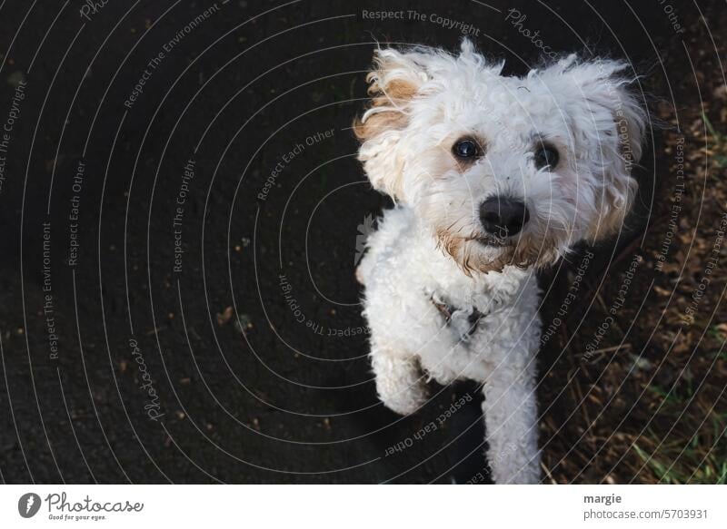 kleiner weißer Hund niedlich Haustier Außenaufnahme Porträt Blick Tier