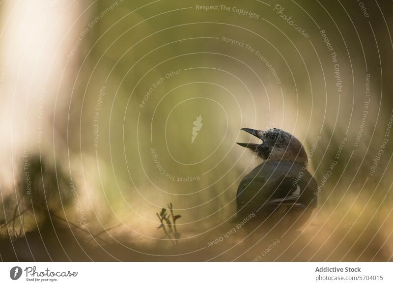 Ein Eichelhäher, der vom schattigen Waldboden aus singt, eingefangen in einem mystischen Ambiente mit weicher Beleuchtung eurasischer Eichelhäher Vogel