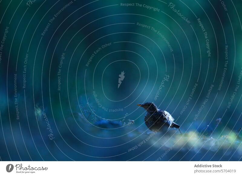 Silhouettierter Vogel in dämmrigem Waldambiente Gemeine Amsel mito Turdus-Merula Silhouette Dämmerung Ambiente gehockt elegant mystisch Natur Tierwelt