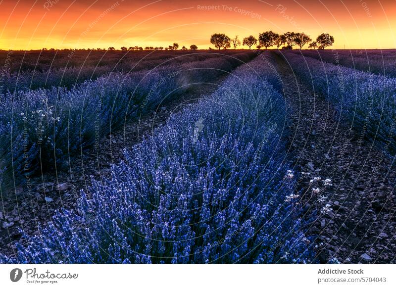 Dämmerung über einem Lavendelfeld mit Wegführung Feld Abenddämmerung Himmel purpur Blütezeit Gelassenheit Ackerbau Bauernhof geblümt Landschaft Natur Pflanze
