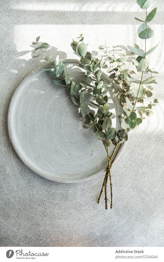 Eukalyptuszweige auf einem weißen Keramikteller Zweig Teller einfach elegant Ordnung Textur Hintergrund Blatt Grün botanisch Tisch Dekoration & Verzierung