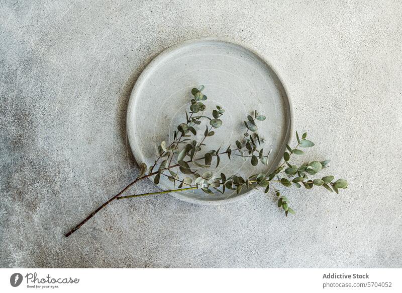 Keramische Platte mit Eukalyptuszweig auf Beton Keramik Teller Ast Textur Hintergrund Draufsicht grau grün minimalistisch natürlich Geschirr Einfachheit Design