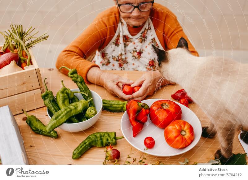 Ältere Frau und Katze beim Sortieren von Gemüse zu Hause Senior Tomate Sortierung Küche vorbereitend heimwärts Schürze farbenfroh frisch produzieren Neugier
