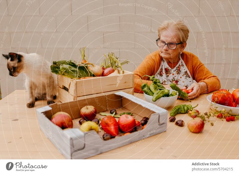 Ältere Frau beim Sortieren von frischem Gemüse mit Katzenbegleitung älter siamesisch produzieren Frucht Apfel Tomate Salatgurke Zwiebel Rote Beete Gesundheit