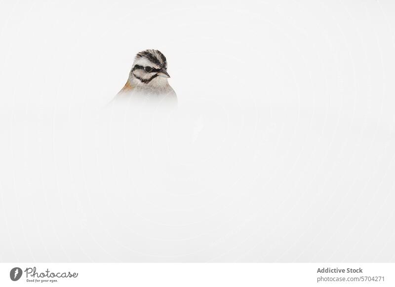 Ein Kopfbild eines Halsband-Sperlings taucht vor einem nahtlosen weißen Hintergrund auf und hebt seine ausgeprägten Gesichtszüge hervor Morgenrotschwanzammer